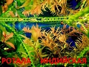 Ротала. НАБОРЫ растений для запуска акваса. ПОЧТОЙ отправлю