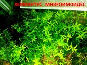 Хемиантус микроимоидес. НАБОРЫ растений для запуска. ПОЧТОЙ отправлю//